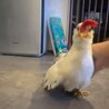 チャボ　男の子 サムネイル3