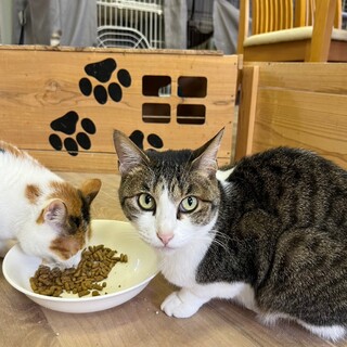 お淑やか♡大人しい♡キジ白さんฅ•ﻌ•´ฅ