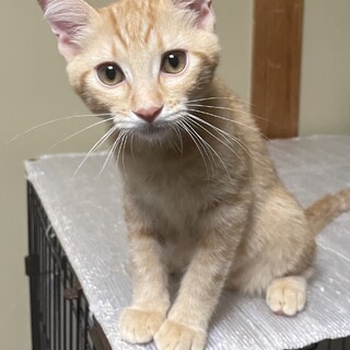 仮名　ユウ♂ （三重県北部の方限定募集）