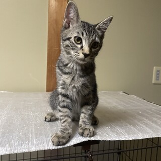 仮名　ヒロ♂ （三重県北部の方限定募集）