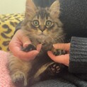 もふもふ男の子猫ちゃん