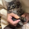 もふもふ男の子猫ちゃん サムネイル2