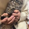 もふもふ男の子猫ちゃん サムネイル3