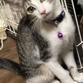 仮名　イーナ♀ （三重県北部の方限定募集）