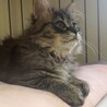 もふもふ男の子猫ちゃん サムネイル4