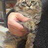 もふもふ男の子猫ちゃん サムネイル5