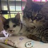 もふもふ男の子猫ちゃん サムネイル6