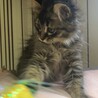 もふもふ男の子猫ちゃん サムネイル7