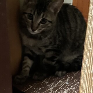 里親決定しました