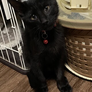 里親決定しました