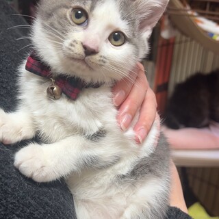 元気いっぱい白グレーの女の子