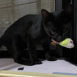 仮名　シーナ♀ （三重県北部の方限定募集）