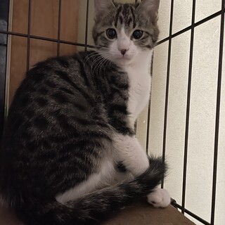 里親決定しました