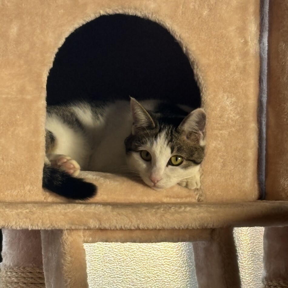 ゆきのカバー写真