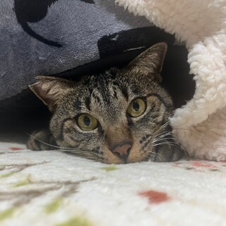 やんちゃ♡甘えん坊♡キジトラくんฅ•ﻌ•´ฅ