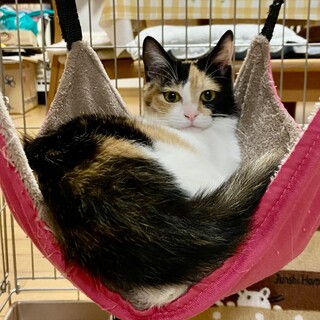 ずっと抱っこできる子です