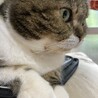 の写真