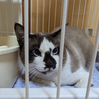 急募！！リリースまであとわずか