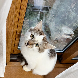 不妊手術チップ済み　半長毛キジシロ♂