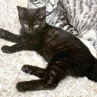 3ヶ月の子猫、里親募集中