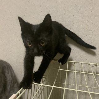 3ヶ月の子猫、里親募集中