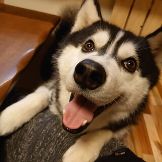 シベリアンハスキー元気な5歳雄です！