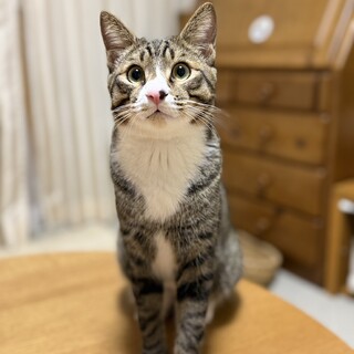 里親決定。白い手袋アジ郎君8ヶ月去勢済み