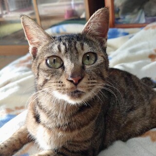 生後7カ月 お膝大好き健気で甘え子の母猫ゆめ姫