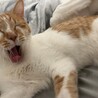 よしだのゆいちゃん