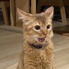 うか