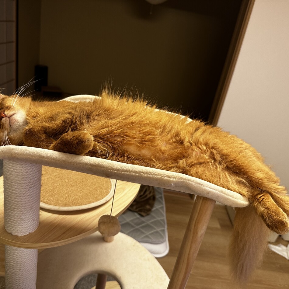 うかのカバー写真