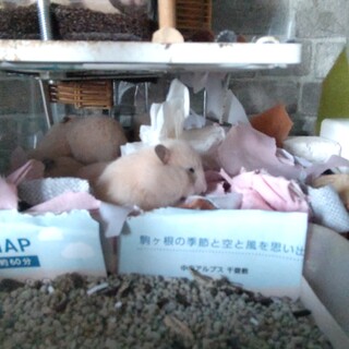 キンクマハムスターの赤ちゃんです