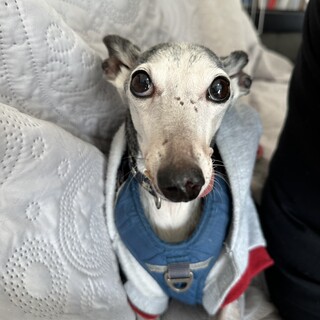 尻尾フリフリ4.5kg小ぶりなイタグレのシーク君