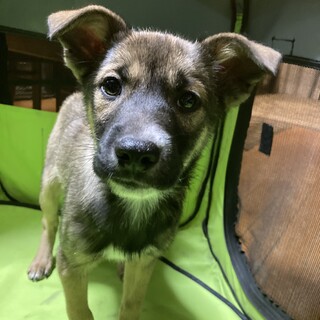 香川からレスキュー。小さめのマツくん！