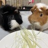 もまちゃむ