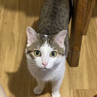 白キジオ