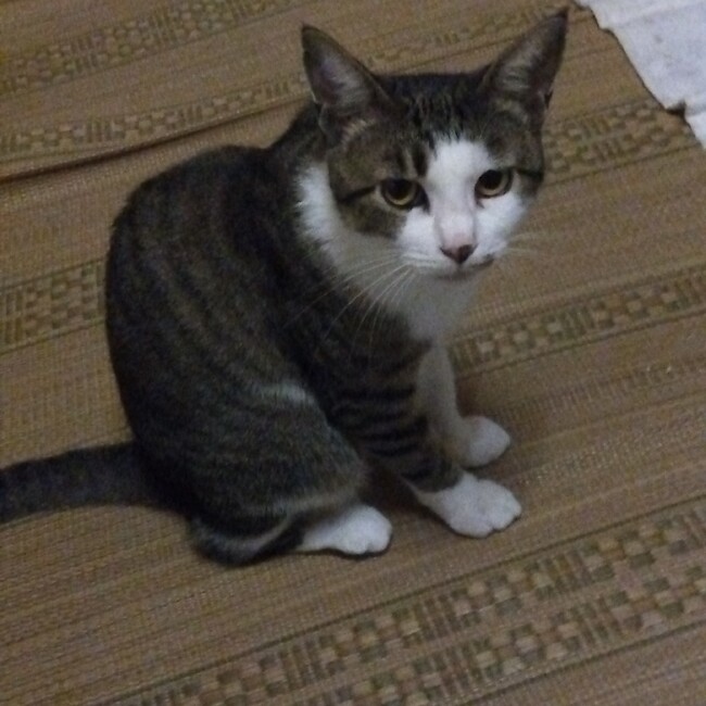 ホパーのカバー写真