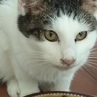 おかっぱ頭の 白キジ坊や六ヶ月。抱っこ猫。