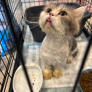 ミヌエットぽい男の子