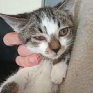 ダヤンに似た可愛いお顔シロキジ２ヶ月。抱っこ猫