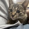きじ子猫男の子 サムネイル3