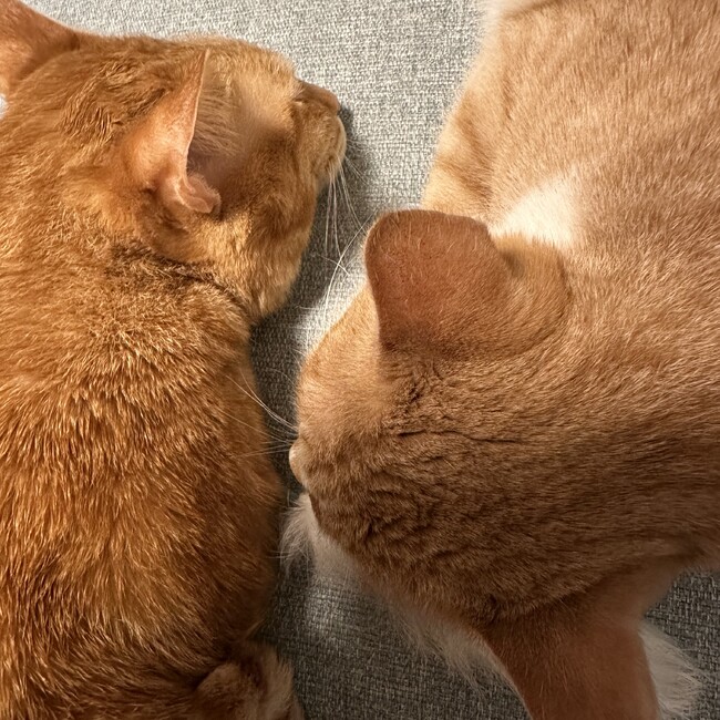 るなれおのカバー写真
