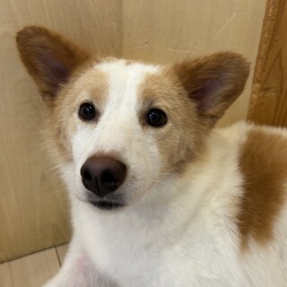 モフモフでとってもかわいい【わらび】ちゃん♡