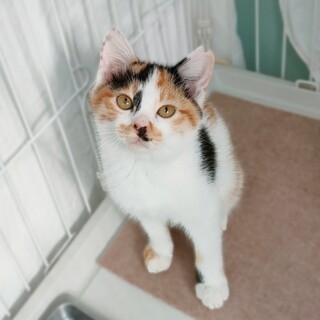 動物病院の保護猫・兄弟でおうち探し中です！