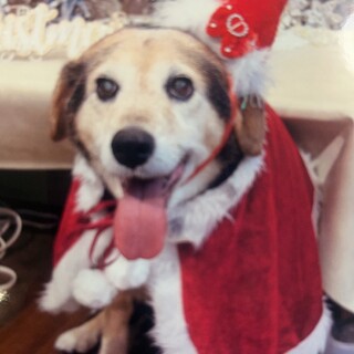 老犬里親急募!!