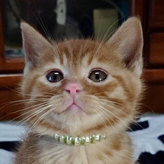 授乳で保護 抱っこお膝大好きな甘え子茶々君