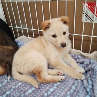 約2ヶ月の男の子【イブ】