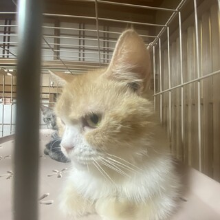 マンチカンの女の子