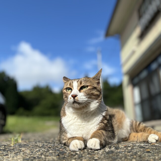 のぎまるのカバー写真