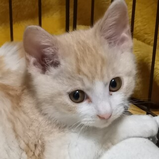 推定3か月、ふんわり優しい毛色がきれいな男の子